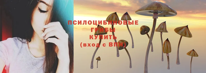 цены   Белая Холуница  Галлюциногенные грибы Magic Shrooms 